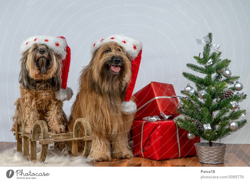 dog clauses Pet Dog 2 Animal Sit Authentic Brash Friendliness Happiness Brown Green Red Emotions Anticipation Culture Sustainability Saint Nicholas