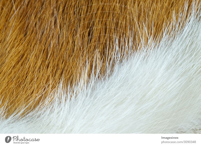 Animal fur background. Texture of fur. Animal world concept and style