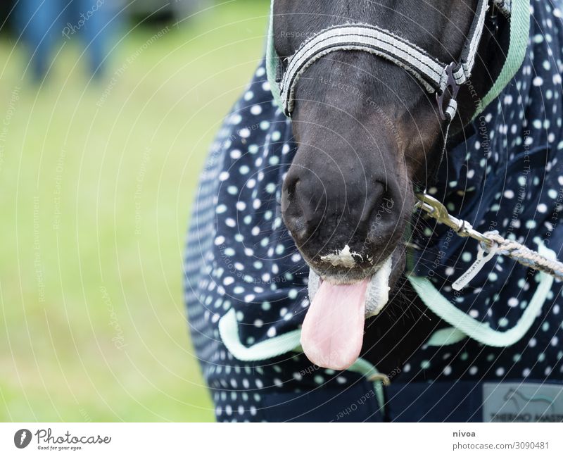 Mouth of an iceland horse Horse Iceland Pony Colour photo Tongue Food Feeding Banana Blanket Exterior shot Animal Day 1 Farm animal Wild Wild animal