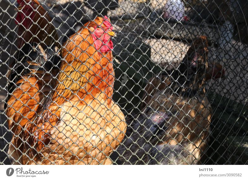 Chickens Bamboo Cage Stock Photos - Free & Royalty-Free Stock