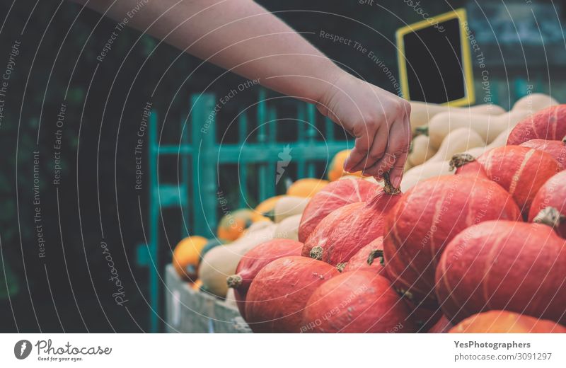 Pumpkins market. Woman hand picking a pumpkin Food Vegetable Nutrition Vegetarian diet Shopping Thanksgiving Hallowe'en Gastronomy Hand Autumn Natural Tradition