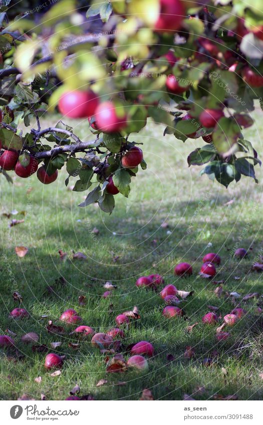 apple harvest Fruit Apple Organic produce Slow food Wellness Harmonious Contentment Garden Thanksgiving Environment Nature Plant Summer Autumn Beautiful weather