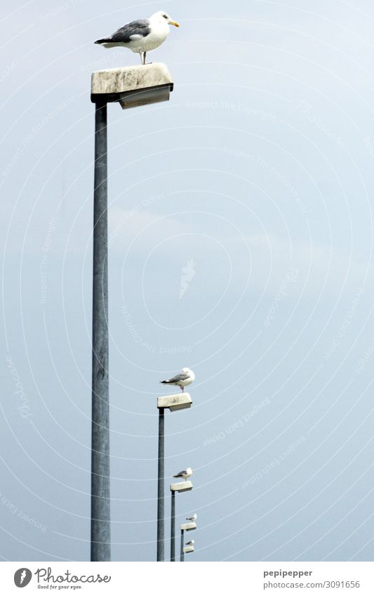 lighthouses Vacation & Travel Sky Summer Coast Animal Bird Pigeon 4 Lantern Crouch Blue Attachment Colour photo Exterior shot Deserted Day Worm's-eye view