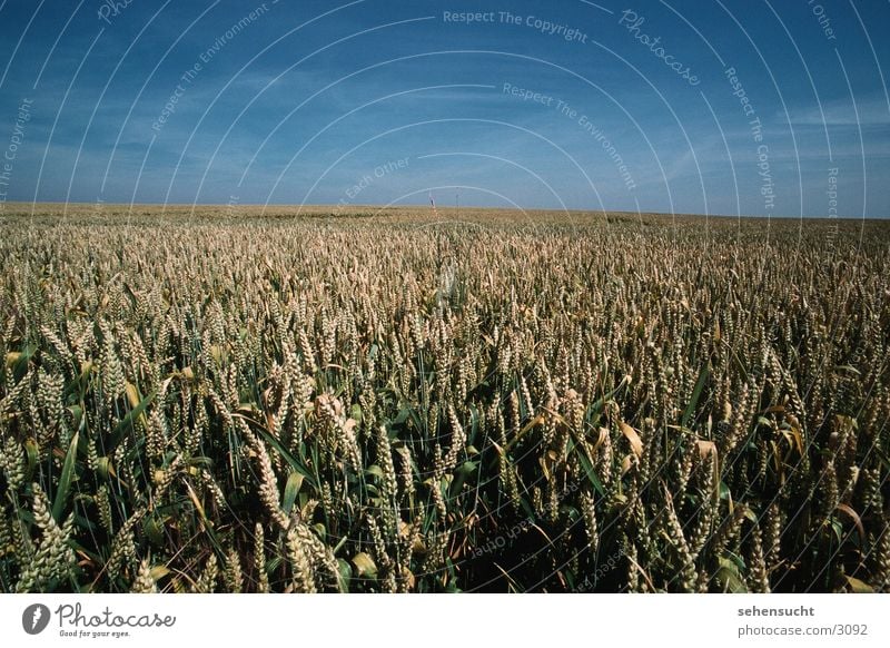 wheat field Wheatfield Summer Agriculture Field Mecklenburg-Western Pomerania Sky Landscape