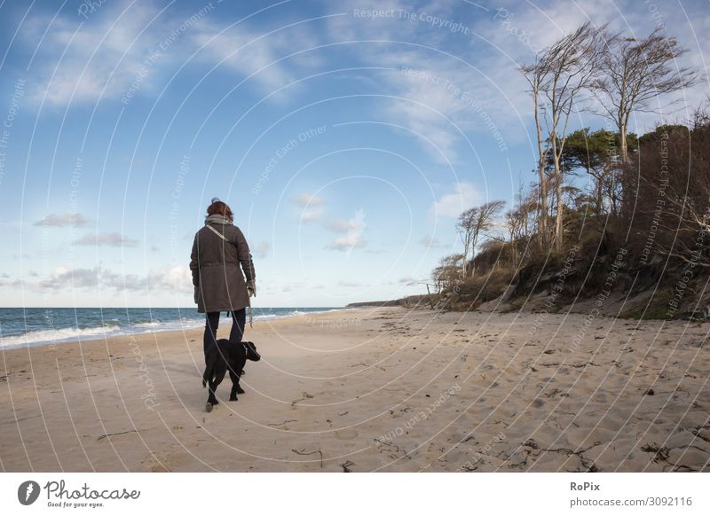 With the Labrador on the beach of the Baltic Sea. Dog To go for a walk North Sea coast Ocean Stone Sea State Beach White crest Gale Coast Scotland sea ocean