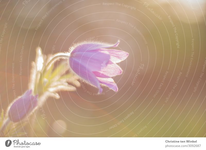 Blossom and stem of a pasque flower against a blurred background Nature Plant Flower Anemone spring bloomers Herbaceous plants Esthetic Elegant Friendliness