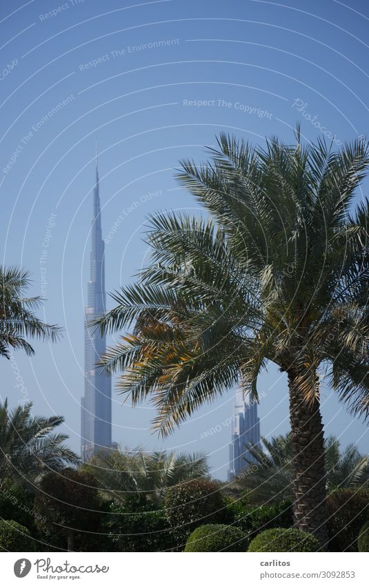 pseudo giant Dubai United Arab Emirates var World exposition 2022 Burj Khalifa High-rise Architecture Tourism Money Economy Palm tree Garden