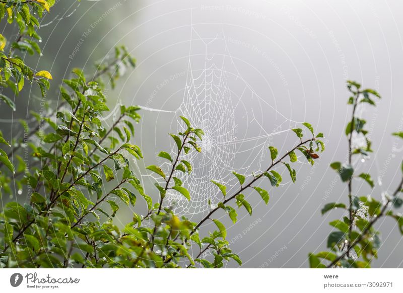 Cobwebs in morning dew Internet Nature Dinghy Animal Spider Cold Wet Natural Emotions Calm Grief Loneliness cobweb cobwebs copy space dewy forest Glitter meadow
