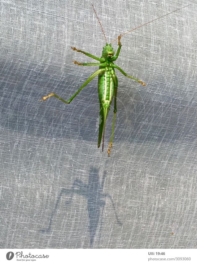 At the window: My number HUNDRED! Animal Animal face Locust grasshopper 1 Glass Animal tracks Observe Relaxation To hold on Hang Crouch Crawl Esthetic Athletic