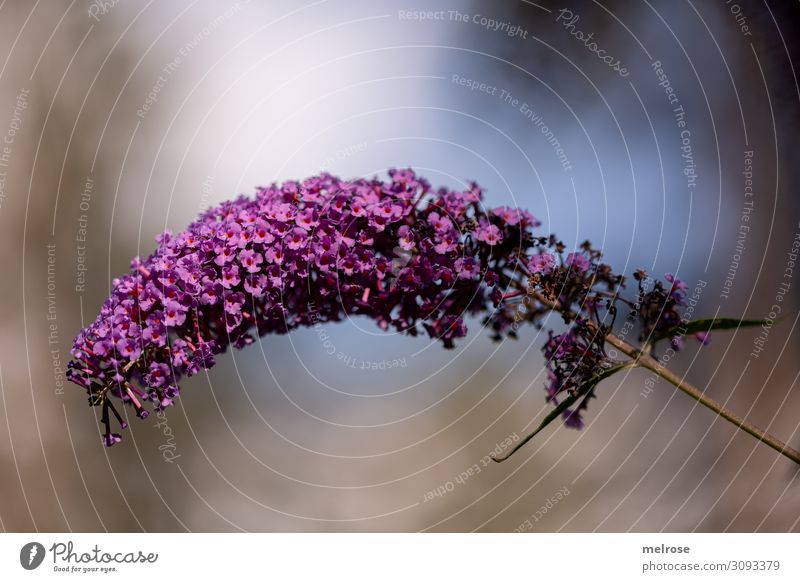 purple lilac Nature Sky Sunlight Summer Beautiful weather Plant Flower Blossom Bushes Twigs and branches Garden Curved Violet Visual spectacle Light painting
