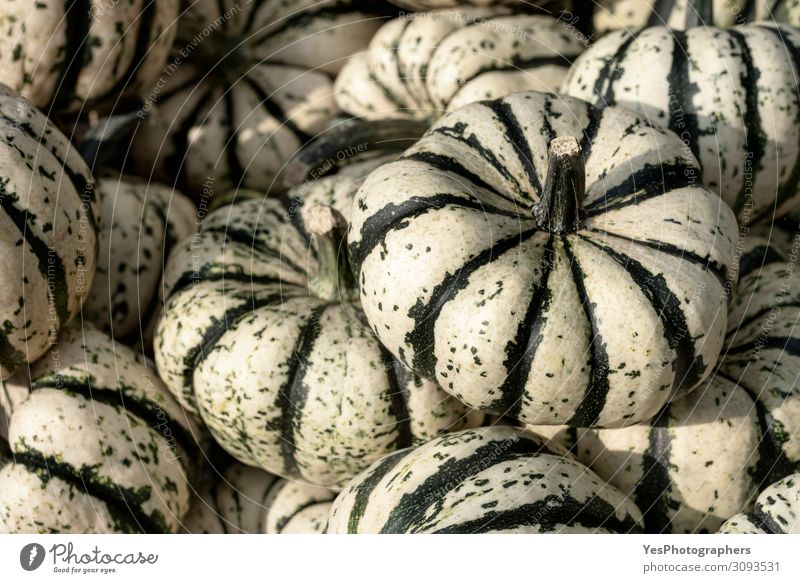 Striped squash pile. Background with a multitude of pumpkins Vegetable Organic produce Vegetarian diet Thanksgiving Hallowe'en Gastronomy Autumn Winter Green