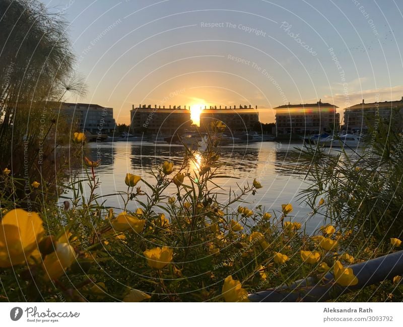 Sunset, Bahia de Nordelta, Buenos Aires, Argentina Calm Water Sky Cloudless sky Sunrise Sunlight Summer Beautiful weather Plant Flower Bushes Blossom