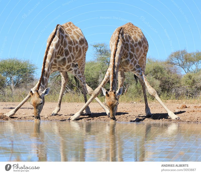Giraffe - Splitting for Sips Vacation & Travel Tourism Trip Adventure Sightseeing Safari Environment Nature Animal Water Sunlight Summer Park Wild animal 2