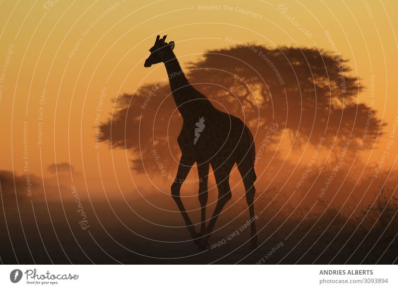 Giraffe Grace - Walk through faded gold Vacation & Travel Tourism Trip Adventure Freedom Sightseeing Safari Environment Nature Animal Sunrise Sunset Summer