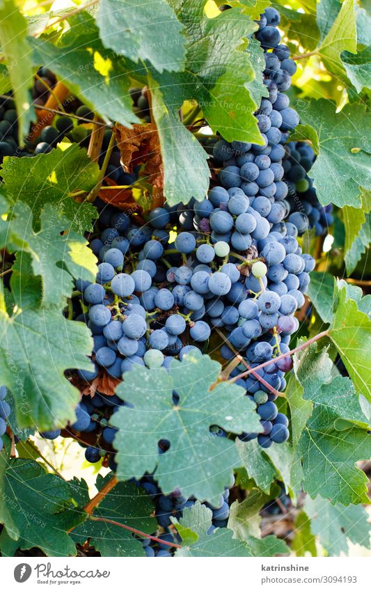 Purple grapes on a plant Fruit Landscape Green Violet Bunch of grapes Harvest vendemmia purple grape fall Agriculture food Mature Italy south italy grapevine