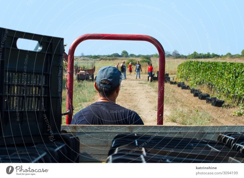 Workers during Vendemmia - grape harvest in a vineyard Fruit Work and employment Man Adults Landscape Vehicle Tractor Driving Bunch of grapes