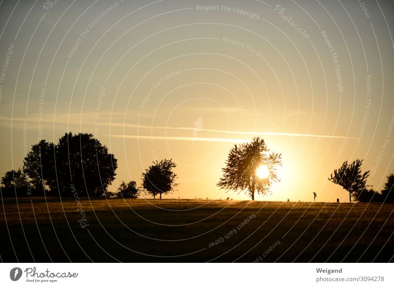 summer Contentment Relaxation Thanksgiving Environment Nature Landscape Sun Sunrise Sunset Sunlight Tree Meadow Field Brown Friendship Together Humanity