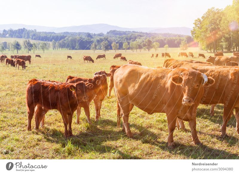 Cattle and calves in the pasture Agriculture Forestry SME Nature Landscape Cloudless sky Beautiful weather Tree Grass Meadow Animal Farm animal Group of animals