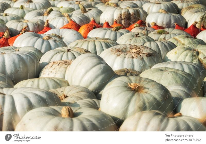 White pumpkins pile at the market. Harvest time concept Vegetable Nutrition Vegetarian diet Decoration Gardening Nature Autumn Agricultural crop Natural