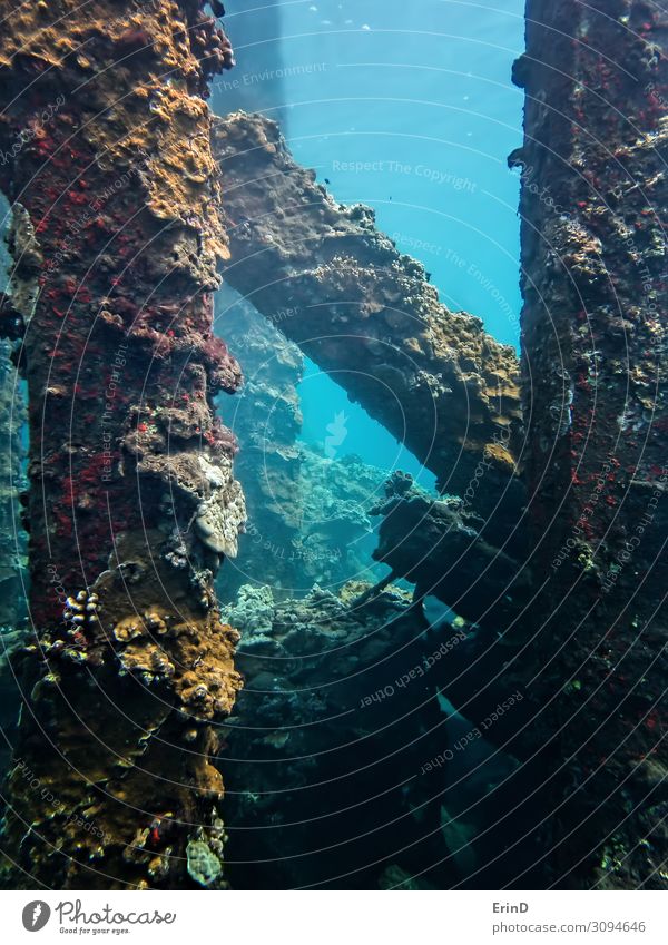 coral-crusted-collapsed-pier-underwater-in-hawaii-a-royalty-free