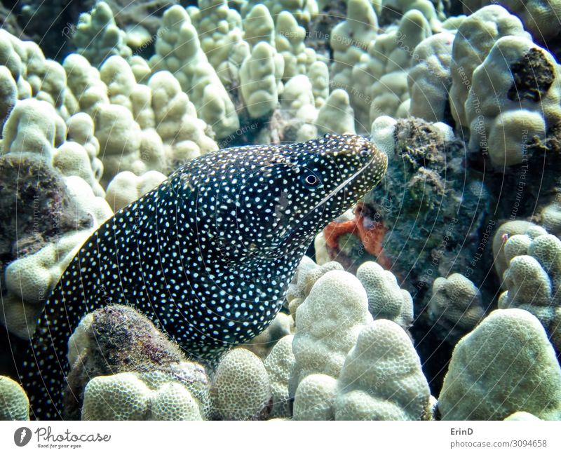 Whitemouth Moray Eel Close Up Underwater Life Vacation & Travel Ocean Dive School Nature Virgin forest Discover Exceptional Cool (slang) Fresh Uniqueness SCUBA