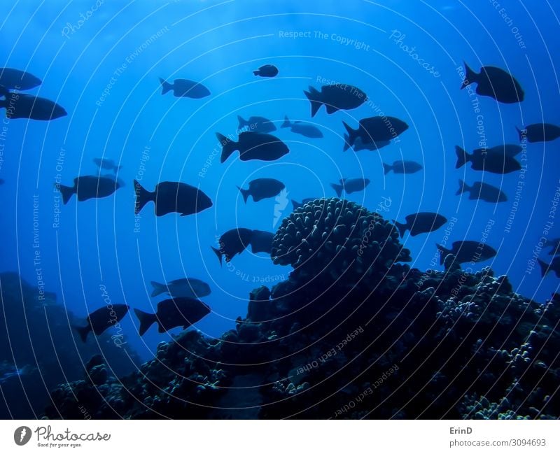 School of Black Fish Silhouette with One Coral Head in Deep Blue Life Vacation & Travel Ocean Dive Nature Exceptional Cool (slang) Fresh Uniqueness fish SCUBA