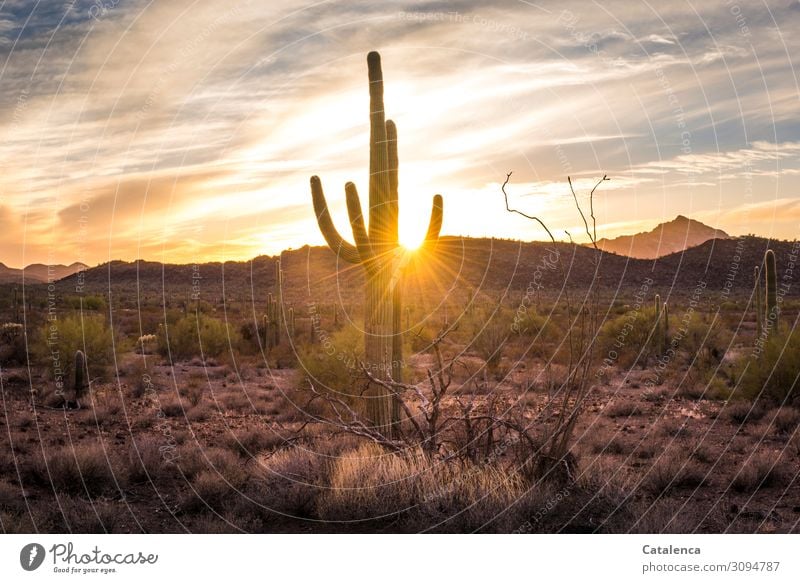 Captured the rays of the setting sun in the desert landscape with saguaro cactus Trip Far-off places Freedom Hiking Environment Nature Landscape Sky Clouds