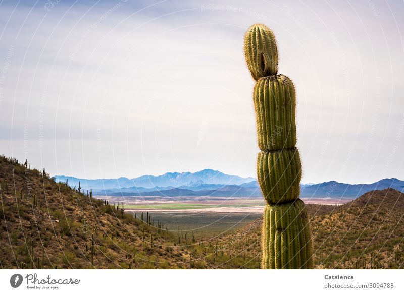 Saguaro cactus in the foreground, a range of hills on the horizon Environment Nature Landscape Plant Sky Cloudless sky Winter Drought Bushes Desert