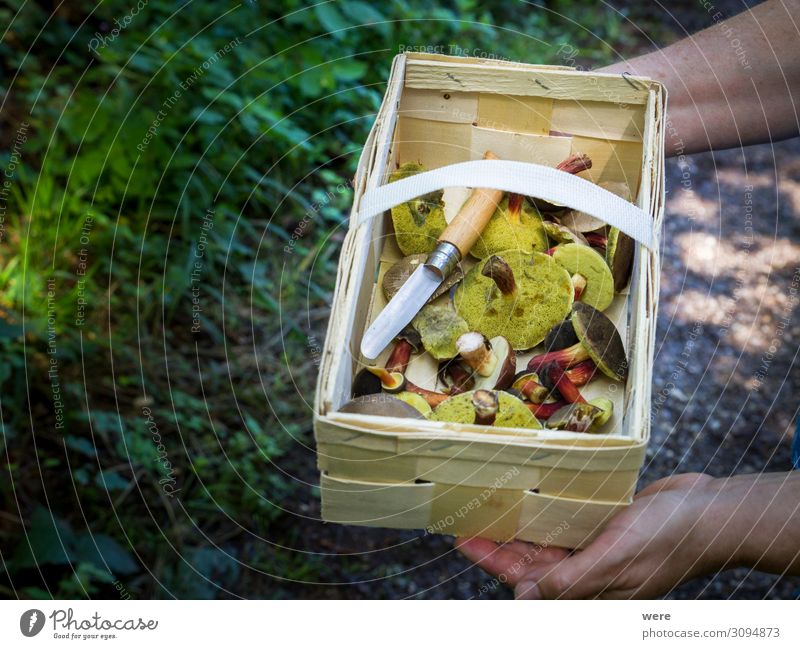 Wooden basket with mushrooms kept by 2 hands Food Nutrition Hand Nature Wild Capreolus capreolus Eating out of the forest copy space dangerous delicacy eating