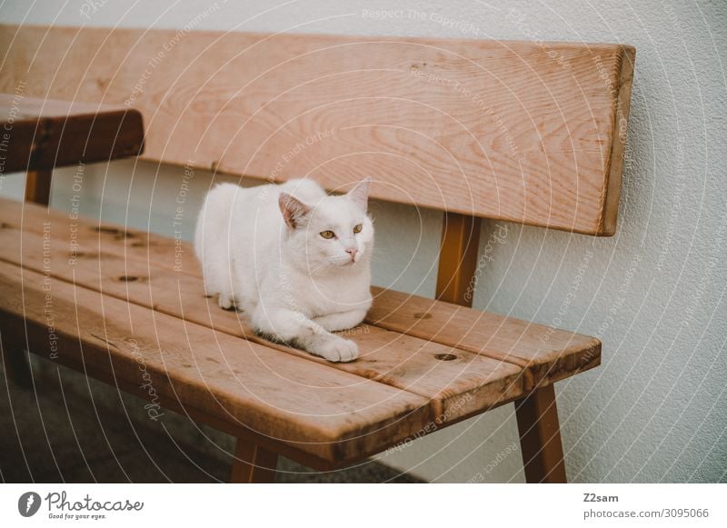 pussy House (Residential Structure) Bench Cat Observe Relaxation Lie Looking Cool (slang) Elegant Happy Beautiful Cute White Contentment Self-confident Power