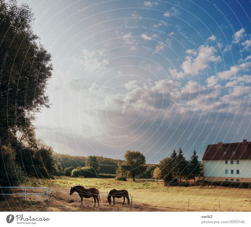 siesta Environment Nature Landscape Sky Clouds Horizon Autumn Beautiful weather Tree Grass Bushes Meadow Village House (Residential Structure) Horse 2 Animal