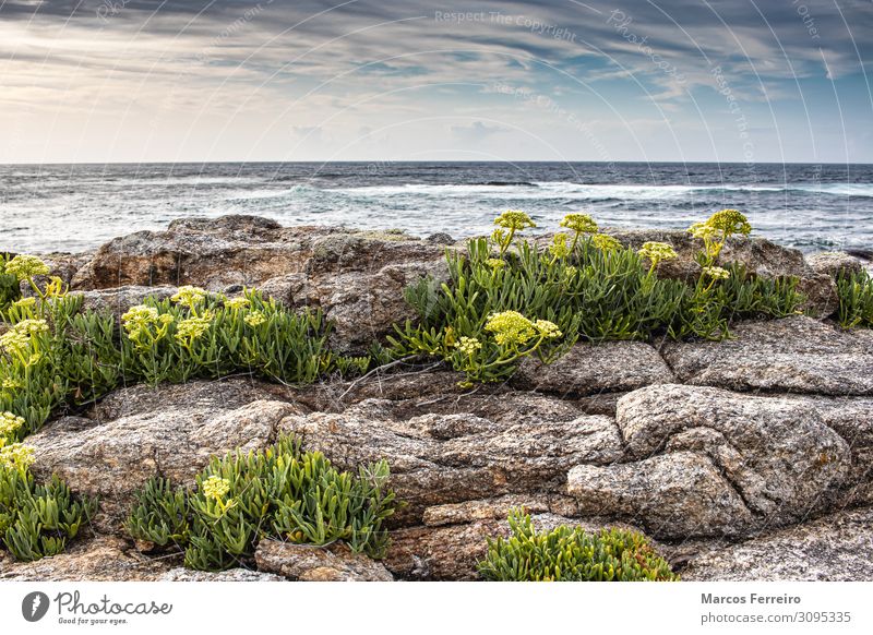 rocks on the Atlantic coast Vacation & Travel Beach Ocean Waves Environment Nature Landscape Cloudless sky Storm Rock Coast Stone Fresh Blue Green Splashing