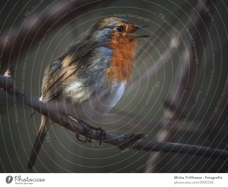 Singing robin at dusk Nature Animal Sun Sunlight Beautiful weather Tree Twigs and branches Wild animal Bird Animal face Wing Claw Robin redbreast Beak Eyes