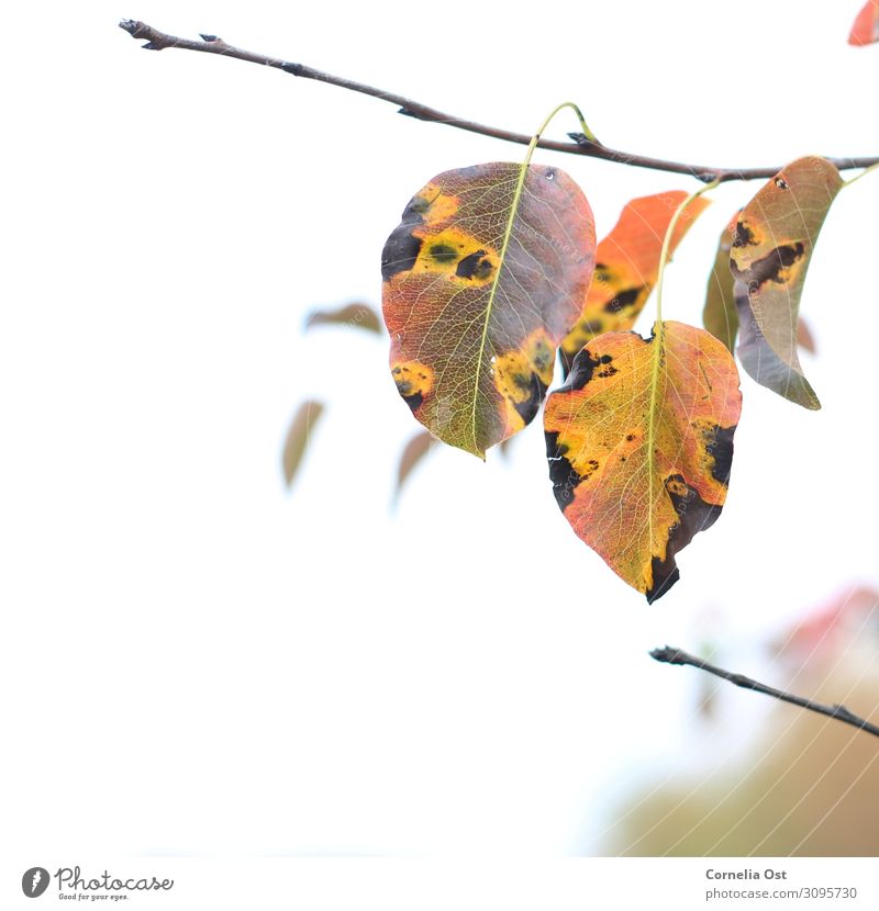 beginning of autumn Contentment Senses Relaxation Calm To go for a walk Environment Nature Plant Autumn Beautiful weather Tree Leaf Park Faded To dry up Natural