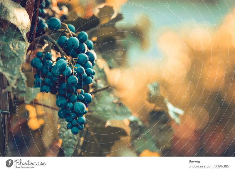 Ripe red wine grapes at sunset Wine Summer Sun Agriculture Forestry Gastronomy Plant Leaf To enjoy Fresh Bright Red Culture Burgundy Italy Class year Red wine