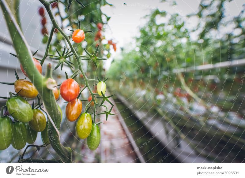 Mega Glasshouse for Tomatoes and Pepper Work and employment Growth organic harvest agriculture bloom breed breeding childhood conservatory controlled farming
