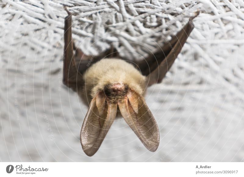 Bat hanging from the ceiling Animal Wild animal 1 To hold on Hang Exceptional Exotic Creepy Hideous Small Cute Beautiful Brown White Love of animals Peaceful