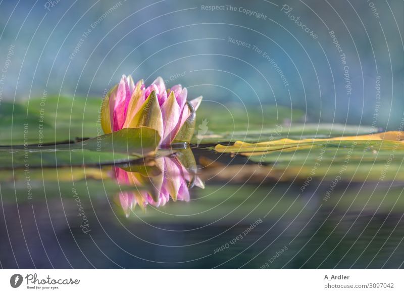 Water lily (Nymphaea) with reflection Wellness Harmonious Well-being Contentment Senses Relaxation Calm Meditation Cure Spa Garden Plant Summer Park Pond