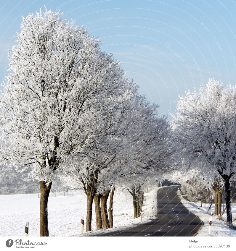 Winter landscape with a winding road, trees covered with rime and blue sky Environment Nature Landscape Plant Beautiful weather Ice Frost Snow Tree Field