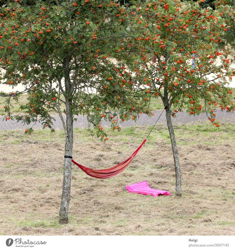 on a meadow between two trees hangs a red hammock, under it lies a pink air mattress Environment Nature Landscape Plant Summer Tree Grass Rowan tree Rawanberry