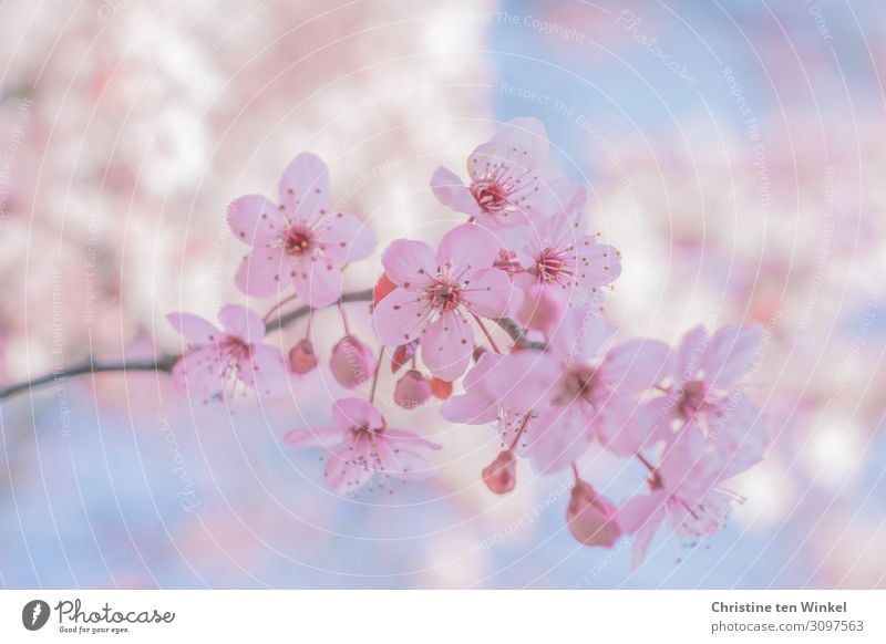 pink flowering twig of a blood plum in front of blue sky and other blurred flowering twigs Nature Plant Spring Tree Blossom Prunus cerasifera Twig Esthetic