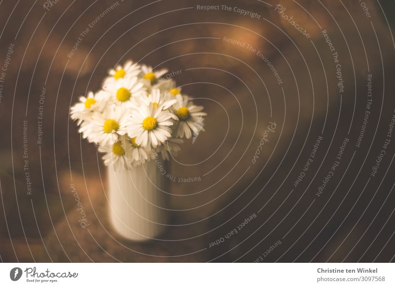 Daisies in a small white vase on a stone border Nature Plant Summer Flower Blossom Wild plant Daisy Flower vase Simple Happiness Small Near Natural Cute Round