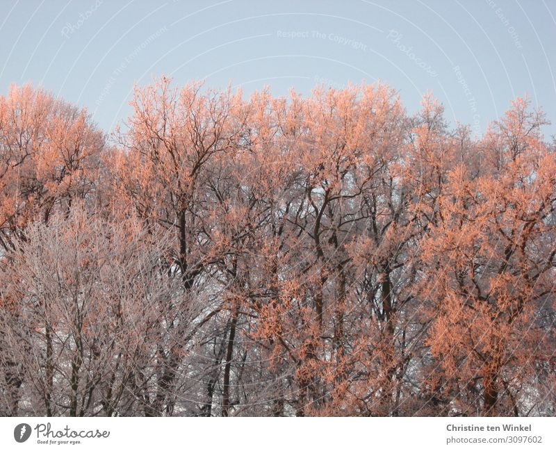 Tireless bare trees in the morning sun in front of a blue sky Environment Nature Sky Cloudless sky Sunrise Sunset Sunlight Winter Ice Frost Tree Forest