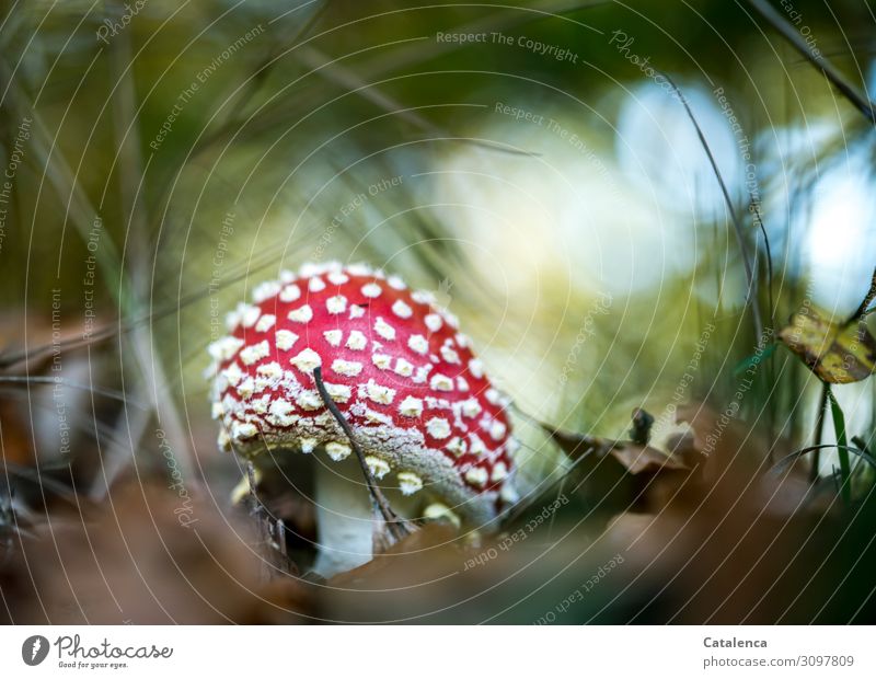 An opening fly agaric Nature Plant Sky Autumn Grass Leaf Mushroom Amanita mushroom Park Forest Growth Esthetic Fresh pretty naturally Blue Brown Green Red White