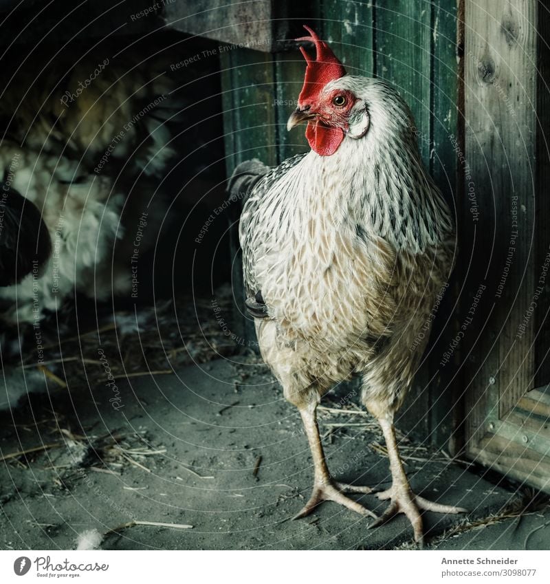 cock Rooster Green Red White Nature Past Contentment Colour photo Morning Animal portrait Forward