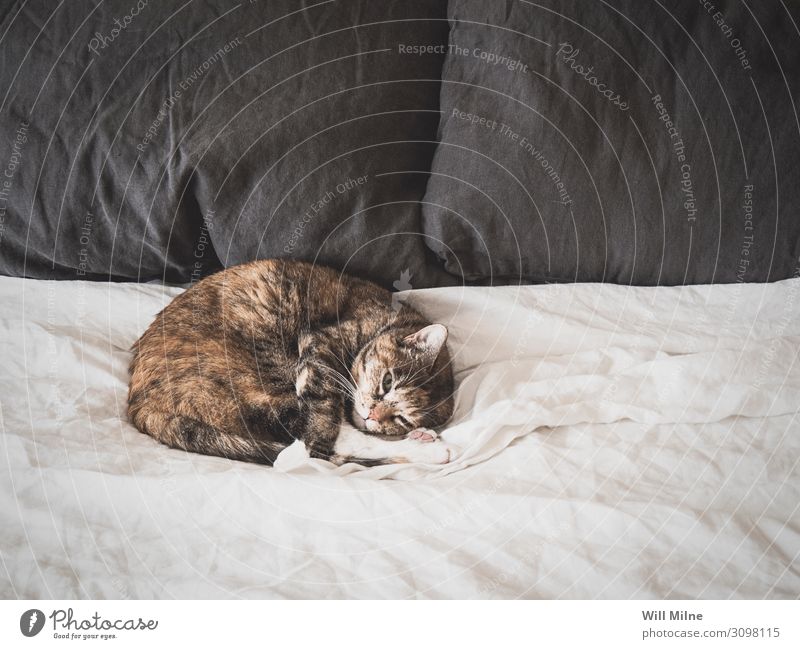 Cat Sleeping on a Bed Animal Pet Comfortable Morning Fur coat White Sheet Home