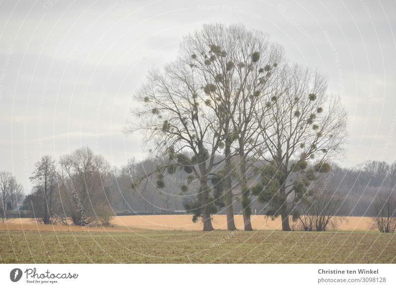 Mistletoe on winter bare deciduous trees bare trees Winter Nature Environment Autumn Loneliness Landscape Plant Rural in the country Sky Calm Forest Bleak