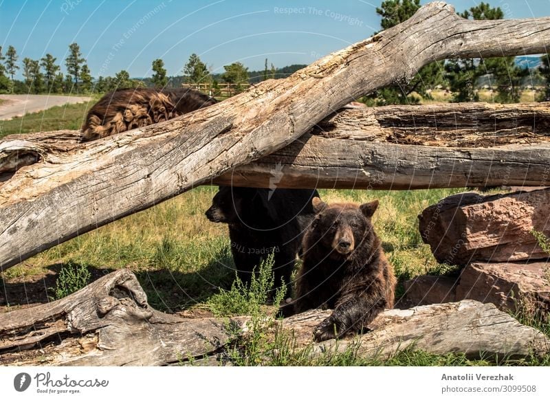 North American Black Bear Climbing on the fallen trees Summer Nature Animal Tree Grass Park Forest Fur coat Large Natural Wild Brown Gray Green Dangerous