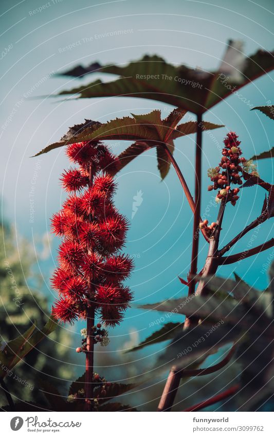 Red, prickly blossom in front of a blue sky Plant Nature Flower Macro (Extreme close-up) Exotic Sky Blue Deserted Detail Shallow depth of field Colour photo