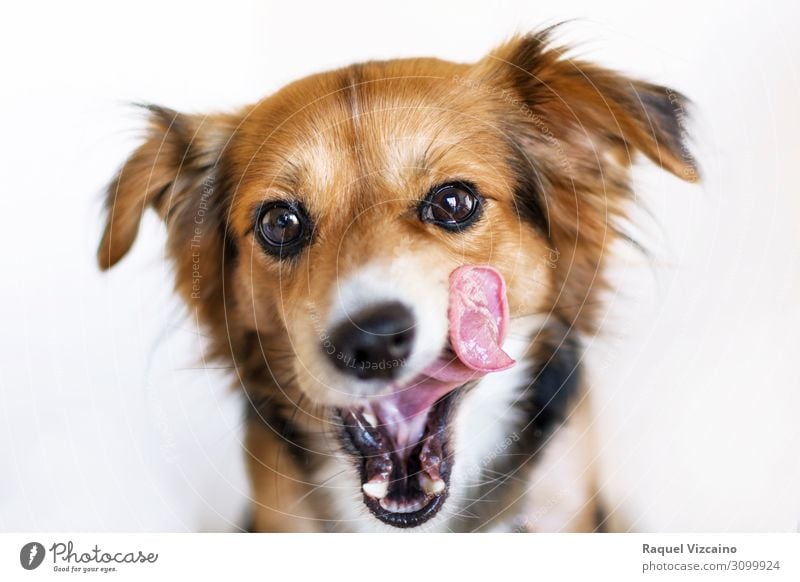 Dog with tongue out. Animal Pet 1 Looking Happiness Brown White Contentment Appetite Happy Colour photo Studio shot Pattern Copy Space top Artificial light